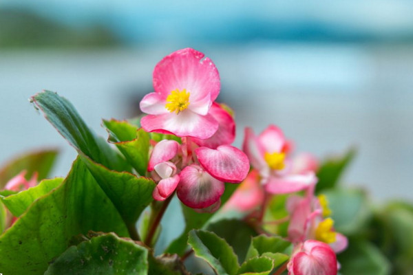 秋海棠的養(yǎng)殖方法,5步教你養(yǎng)好秋海棠