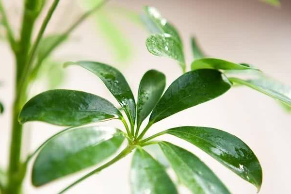 鴨掌木冬季的養殖方法和注意事項,控溫增光養護