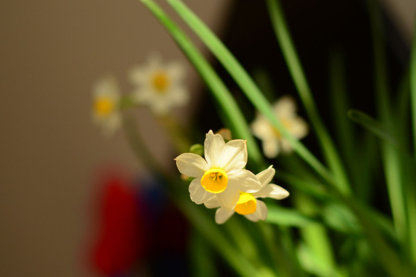 水仙花謝了以后怎樣處理,修剪球莖后埋土養護