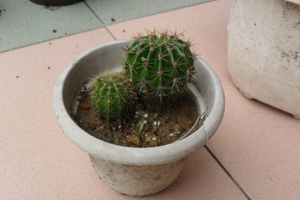 仙人球根部腐爛怎么辦,修剪處理后重新栽植