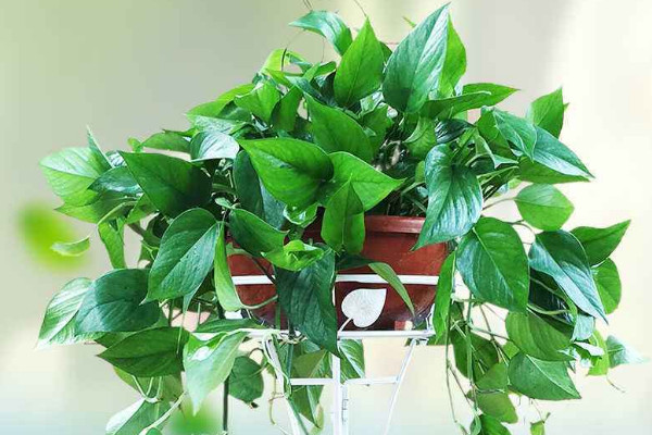 室內干燥養什么植物,綠蘿/君子蘭/合果芋/蘆薈等