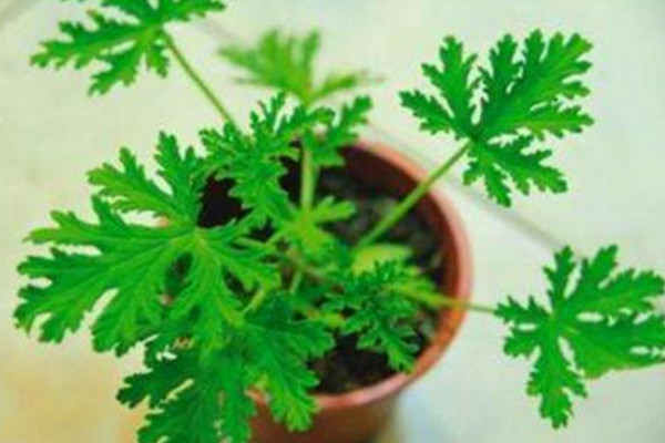 驅蚊草怎么養,4步教你養好驅蚊草