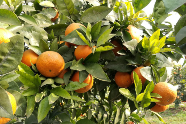 沃柑種植技術(shù)與管理,密植可以提高果實(shí)產(chǎn)量