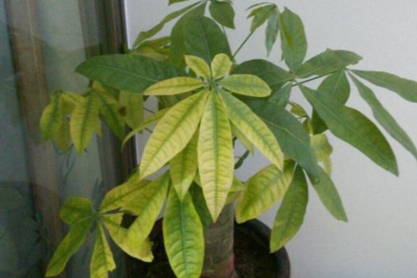 發財樹樹干發皺怎么救,補充水分松土換盆