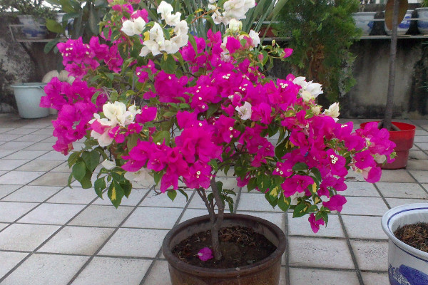 三角梅怎么不開花,生長空間不足/追肥不及時