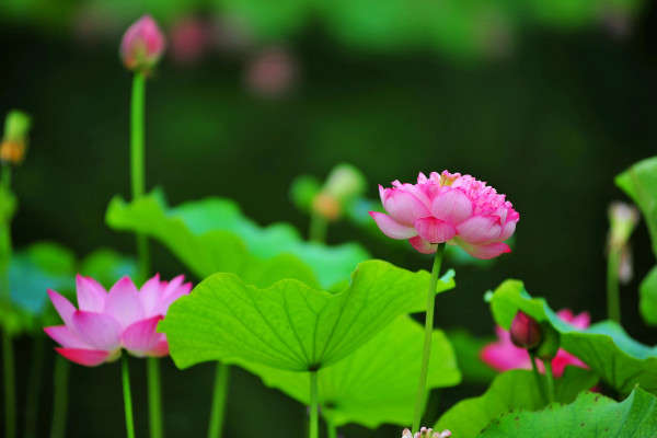 水荷花的養(yǎng)殖方法,明亮充足的光照不可少
