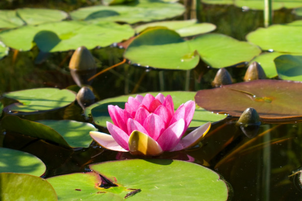水荷花的養(yǎng)殖方法,明亮充足的光照不可少