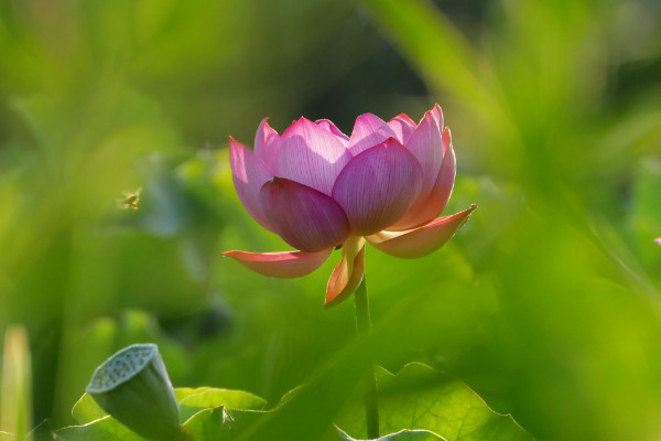 水荷花的養(yǎng)殖方法,明亮充足的光照不可少