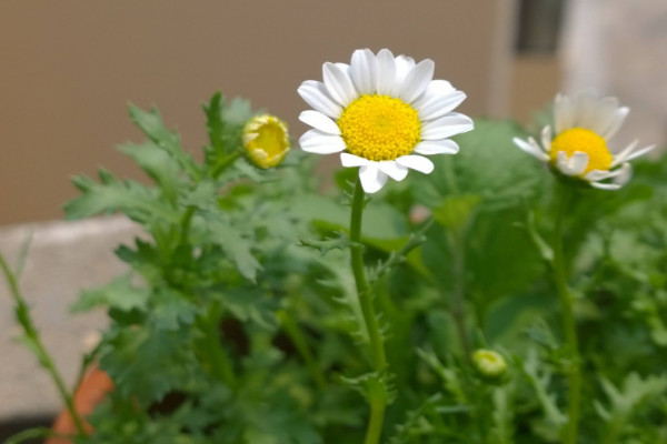 白晶菊怎么種,泡水催芽后再種入土壤里