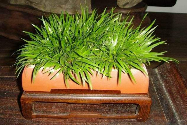 金錢蒲怎么養(yǎng),控制好環(huán)境溫度并保證水份充足