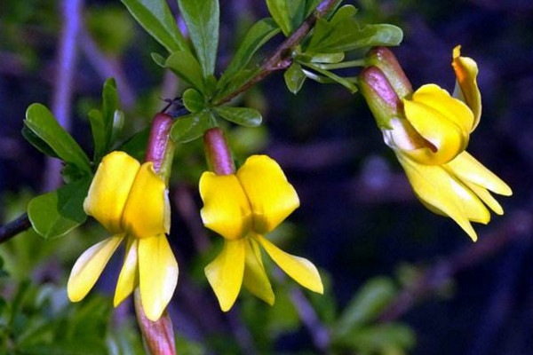 金雀花怎么養(yǎng),4步教你輕松養(yǎng)好金雀花