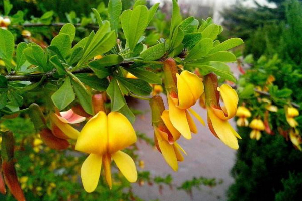 金雀花怎么養(yǎng),4步教你輕松養(yǎng)好金雀花