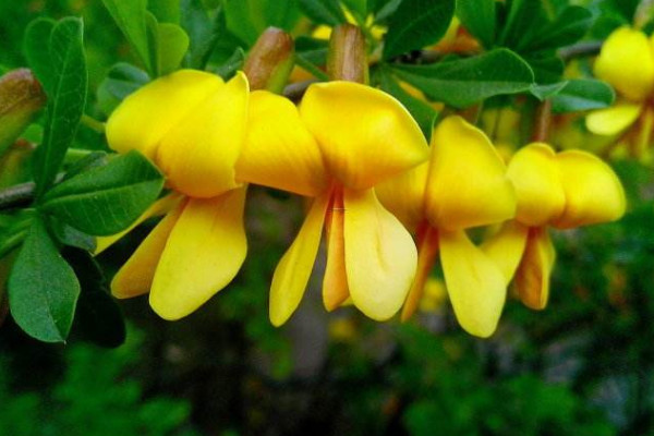 金雀花怎么養(yǎng),4步教你輕松養(yǎng)好金雀花