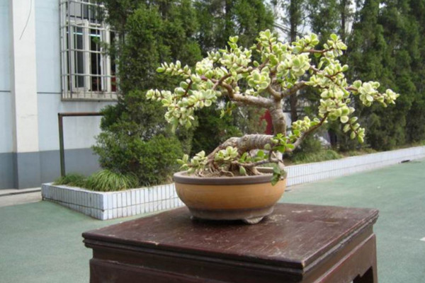 金枝玉葉秋天怎么養,保證光照、水分充足