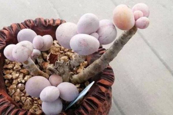 奶酪多肉怎么養(yǎng),控制溫度以及光照是關鍵
