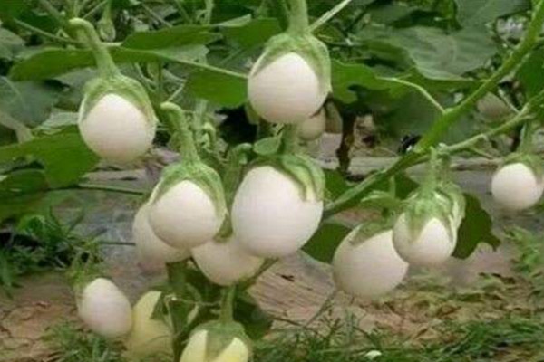 蛋樹的種植方法,可以通過以下4步進(jìn)行