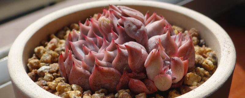 蒂亞的側芽怎么處理