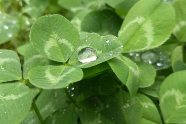 三葉草的養殖方法和注意事項,陰雨天做好防澇措施
