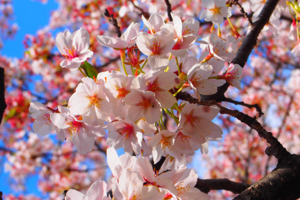 千鳥(niǎo)花該怎么養(yǎng),生長(zhǎng)旺期15~20天追肥一次