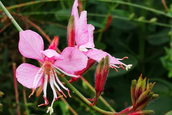 千鳥(niǎo)花該怎么養(yǎng),生長(zhǎng)旺期15~20天追肥一次