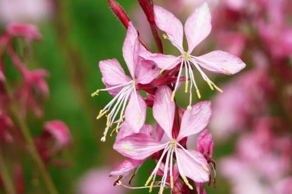 千鳥(niǎo)花該怎么養(yǎng),生長(zhǎng)旺期15~20天追肥一次