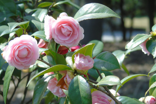 山茶花掉葉子怎么回事,4種原因以及解決方法