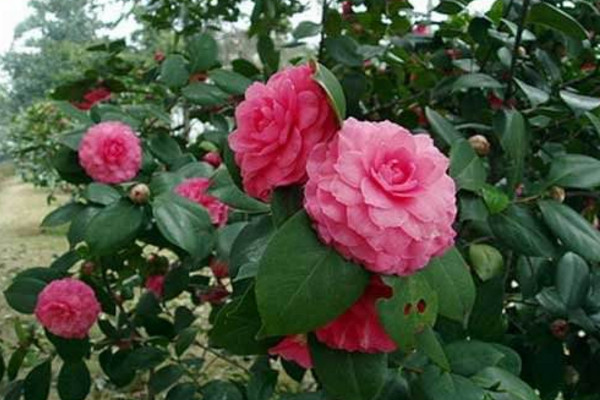 山茶花掉葉子怎么回事,4種原因以及解決方法