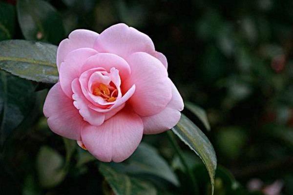 山茶花掉葉子怎么回事,4種原因以及解決方法