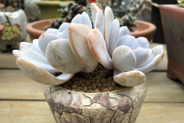 多肉植物雪蓮怎么養,5~25℃的環境內都能存活
