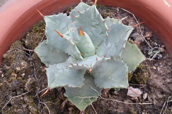 多肉植物溫度低凍傷處理方法,及時(shí)修剪盡快增溫