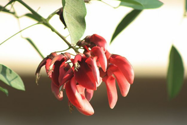 刺桐花什么時候開花,花期時間在12月到次年3月