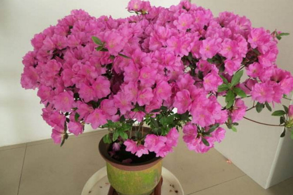 杜鵑花打蔫怎么挽救,控制環境光照以及溫度