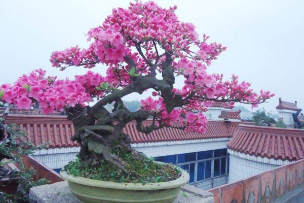 杜鵑花打蔫怎么挽救,控制環境光照以及溫度