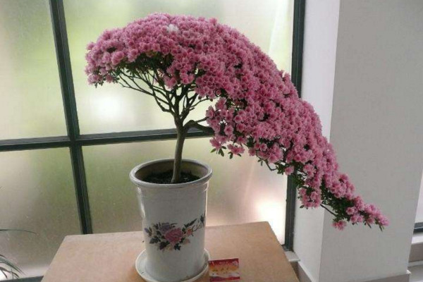 杜鵑花打蔫怎么挽救,控制環境光照以及溫度