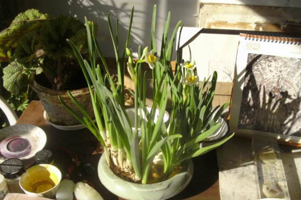 水仙花開敗后怎么處理,四個(gè)方法處理水仙花