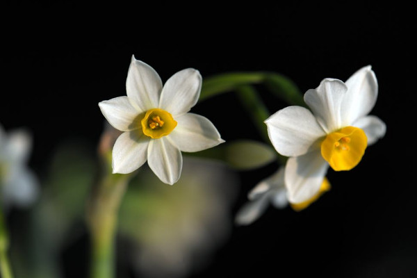 水仙花開敗后怎么處理,四個(gè)方法處理水仙花