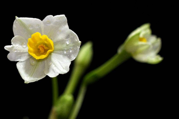 水仙花開敗后怎么處理,四個(gè)方法處理水仙花