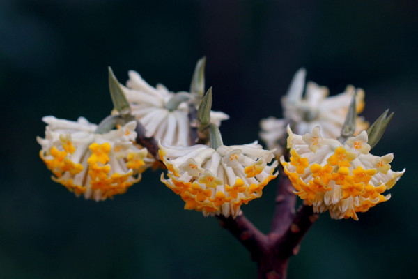 結香花什么時候開花,每年3~4月份開放