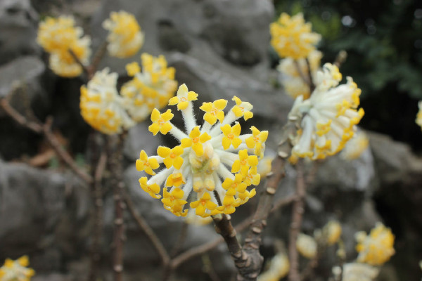 結香花什么時候開花,每年3~4月份開放