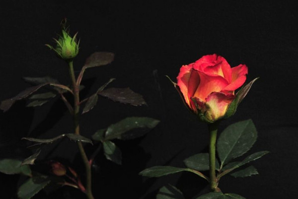 圣誕節送什么花,玫瑰花/圣誕百合/勿忘我/康乃馨