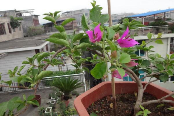 三角梅剪枝方法,4步即可完成三角梅的修剪