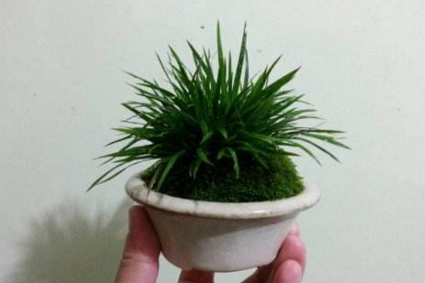金錢菖蒲的養殖方法,做好以下4點是關鍵