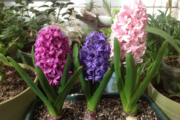 風(fēng)信子開(kāi)完花后怎么處理,包裹冷藏來(lái)年煥活復(fù)花