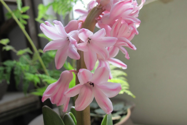 風(fēng)信子開(kāi)完花后怎么處理,包裹冷藏來(lái)年煥活復(fù)花