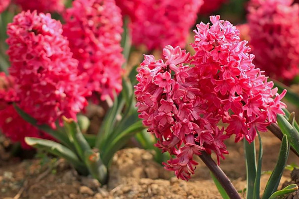 風(fēng)信子開(kāi)完花后怎么處理,包裹冷藏來(lái)年煥活復(fù)花