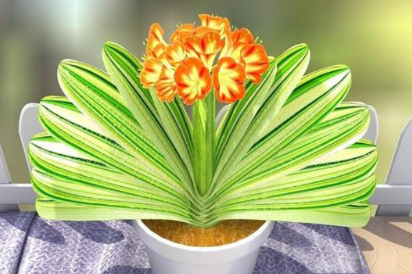 君子蘭澆水的正確方法,秉承干燥就澆的灌溉原則