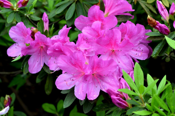 春天開的常見的花,迎春花/桃花/杜鵑花/春蘭等