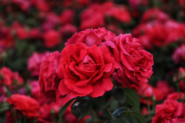 阿斯匹林適合澆什么花,玫瑰花/蟹爪蘭/梔子花等
