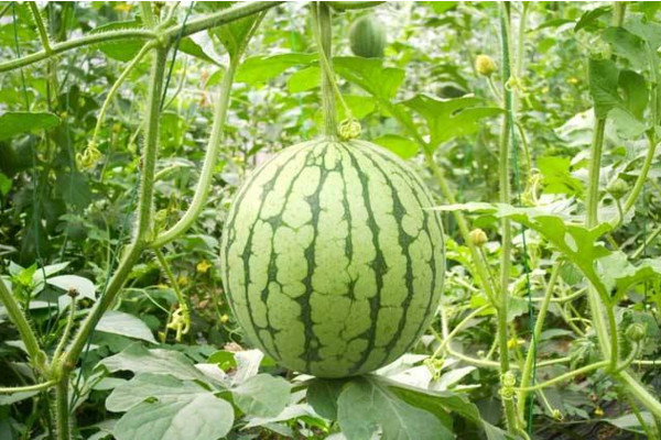 西瓜的種植技術,可以通過以下4步進行