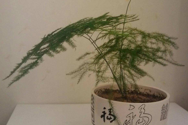 文竹怎么養(yǎng)